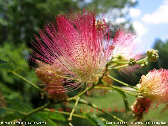 Albizia julibrissin jedwabne drzewo