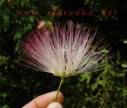 Albizia julibrissin jedwabne drzewo