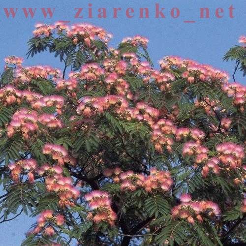 Albizia julibrissin jedwabne drzewo