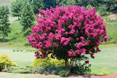 Lagerstroemia indica bez południa
