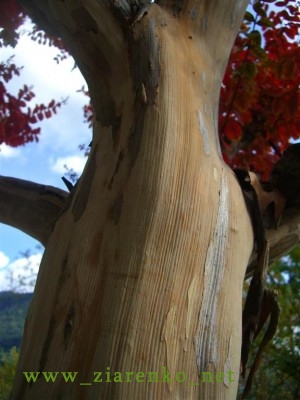 Lagerstroemia indica bez południa
