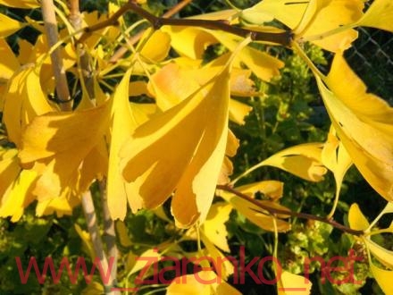 Miłorząb dwuklapowy (Ginkgo biloba)