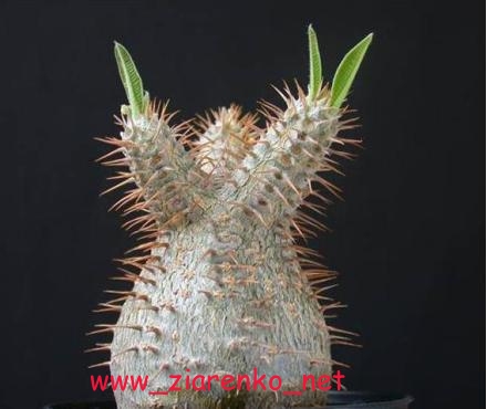 Mini Baobab (Pachypodium rosulatum)