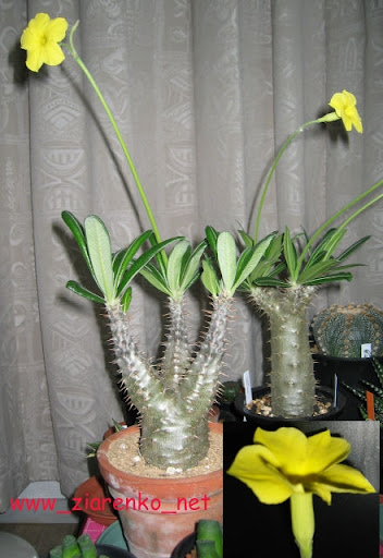Mini Baobab (Pachypodium rosulatum)