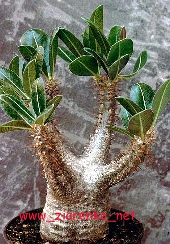 Mini Baobab (Pachypodium rosulatum)