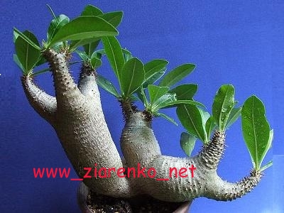 Mini Baobab (Pachypodium rosulatum)