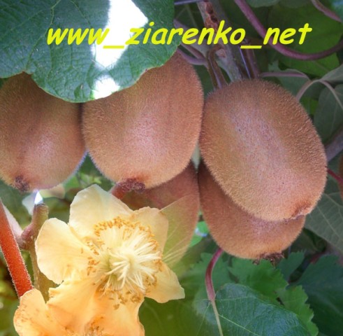 Kiwi Actinidia Chińska