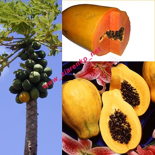 papaja Carica papaya
