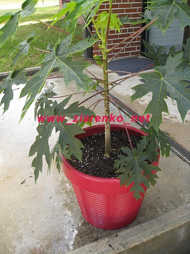 papaja Carica papaya