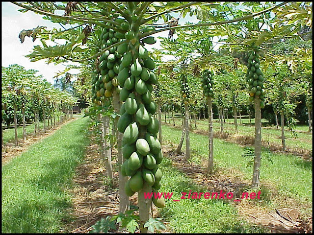 papaja Carica papaya