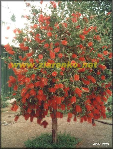 Kuflik Callistemon Citrinus
