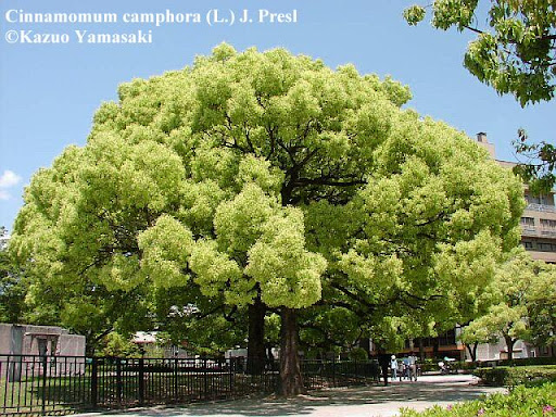 Cynamonowiec Kamforowy cinnamomum camphora