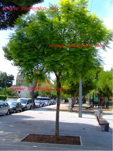Drzewo różane Jucaranda Mimosifolia