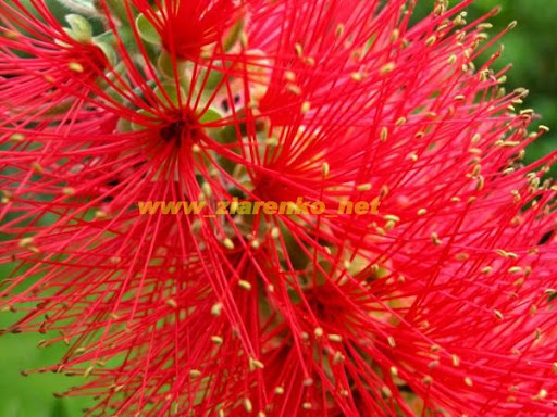 Kuflik Callistemon Citrinus