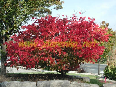 Płonący krzew Euonymus alatus