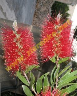 Kuflik Callistemon Citrinus
