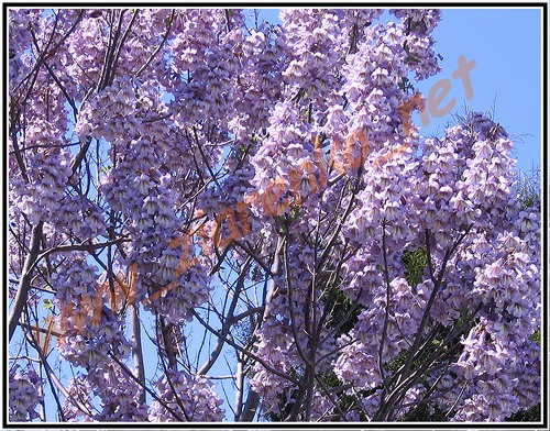 Paulownia Tomentosa Cesarskie Drzewo