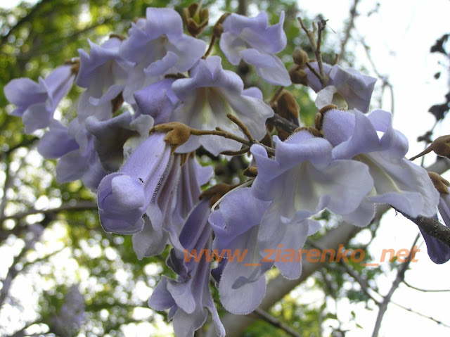 Paulownia Tomentosa Cesarskie Drzewo