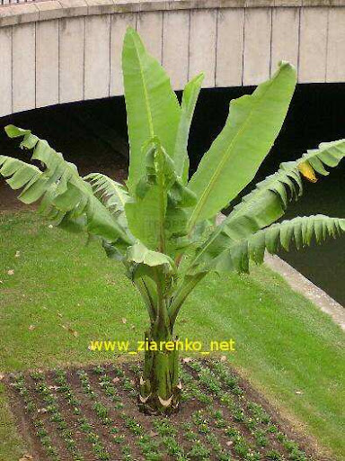 Musa ensete BANANOWIEC OZDOBNY banan
