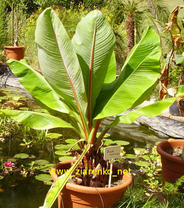 Musa ensete BANANOWIEC OZDOBNY banan