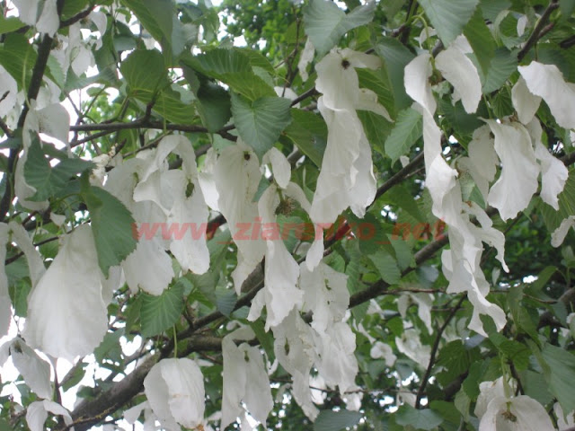 Drzewo chusteczkowe Davidia involucrata