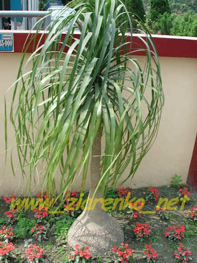 Noga S�onia Nolina recurvata