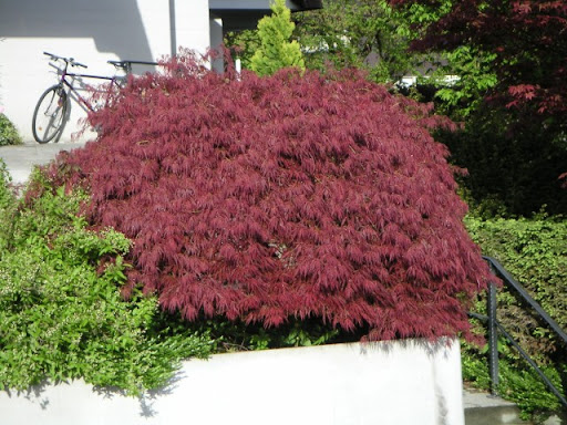 klon palmowy acer palmatum