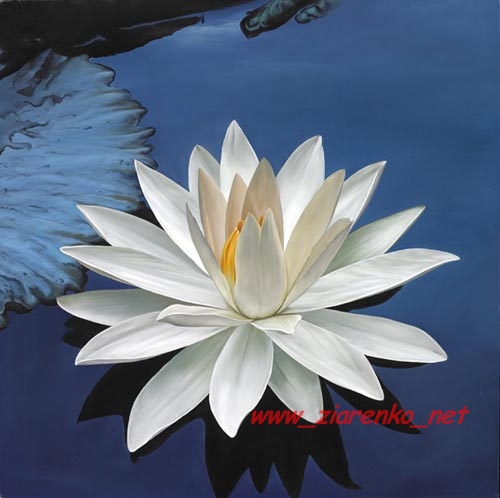nymphaea juno Lilia wodna