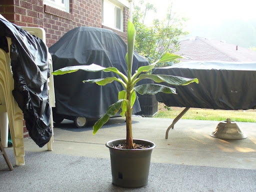 Musa ensete BANANOWIEC OZDOBNY banan