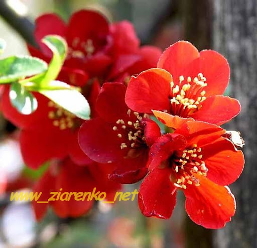 Pigwowiec Japoński Chaenomeles Japonica