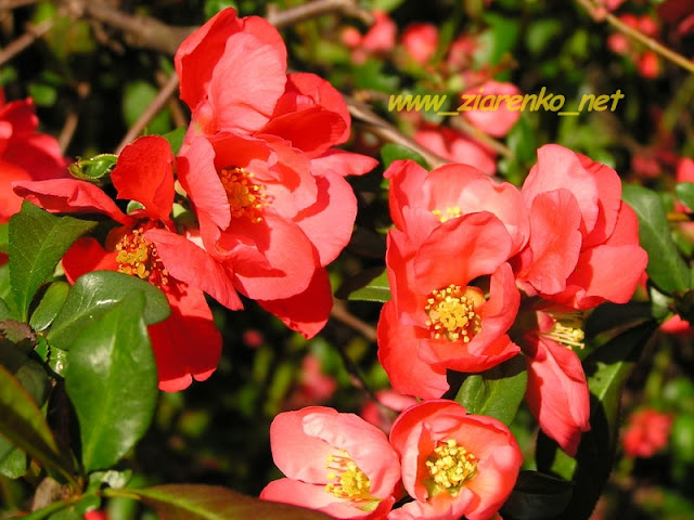 Pigwowiec Japoński Chaenomeles Japonica