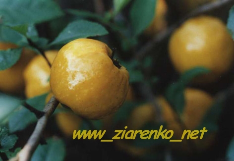 Pigwowiec Japoński Chaenomeles Japonica
