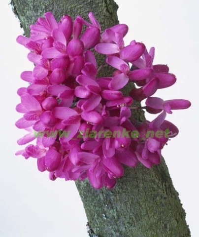 Mrozoodporny Judaszowiec Kanadyjski Cercis Canadensis