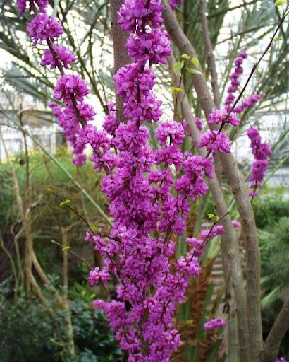 Mrozoodporny Judaszowiec Kanadyjski Cercis Canadensis