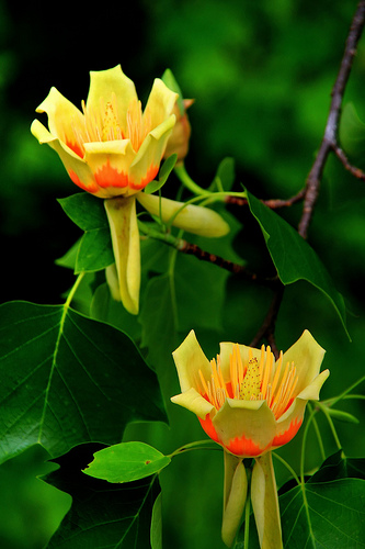 Tulipanowiec Mrozoodporny Liriodendron Tulipifera