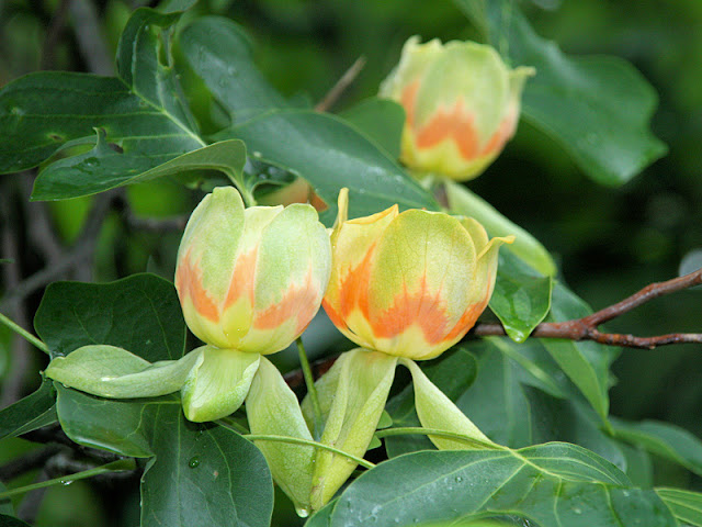 Tulipanowiec Mrozoodporny Liriodendron Tulipifera