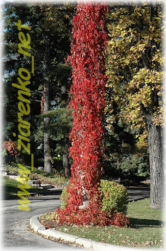 Winobluszcz pięciolistkowy (Parthenocissus quinquefolia)