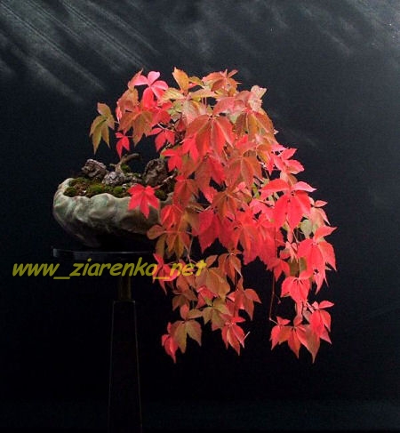 Winobluszcz pięciolistkowy (Parthenocissus quinquefolia)