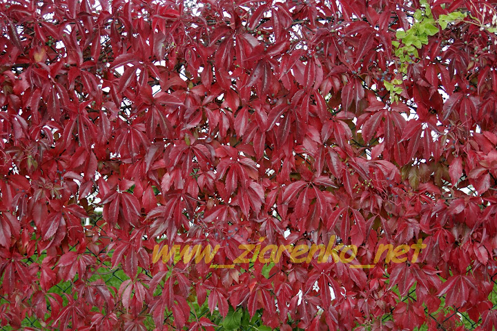 Winobluszcz pięciolistkowy (Parthenocissus quinquefolia)