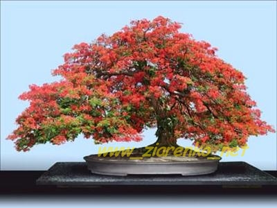 Płomień Afryki (Delonix Regia)