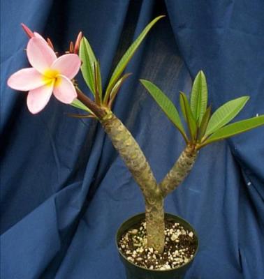 plumeria rubra frangipani