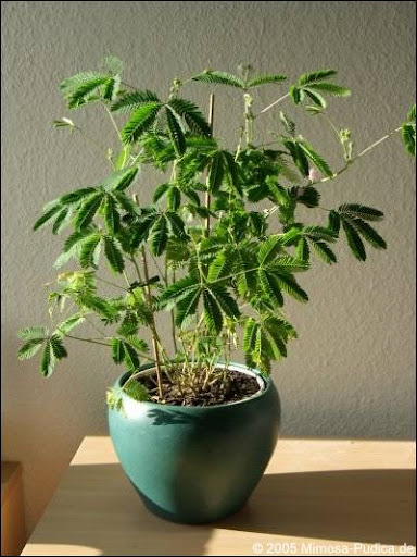 Mimoza wstydliwa Mimosa Pudica