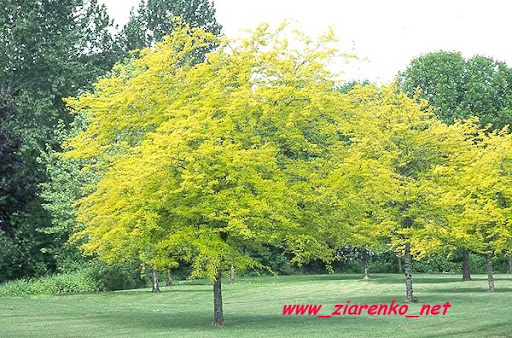 glediczja tr�jcierniowa Gleditsia triacanthos
