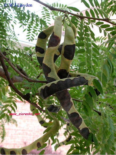 glediczja tr�jcierniowa Gleditsia triacanthos