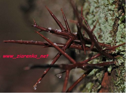 glediczja tr�jcierniowa Gleditsia triacanthos