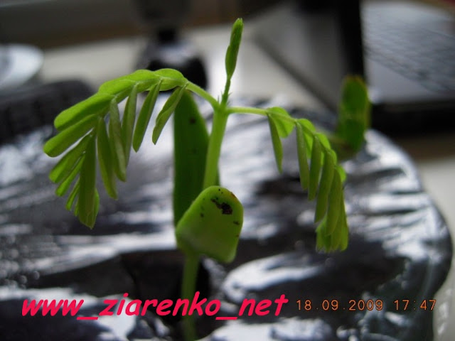 P�omie� Afryki (Delonix Regia)