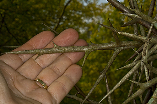 glediczja tr�jcierniowa Gleditsia triacanthos