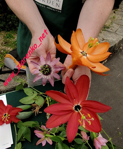Kwiat męki pańskiej Passiflora marakuja