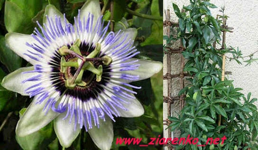 Kwiat męki pańskiej Passiflora marakuja