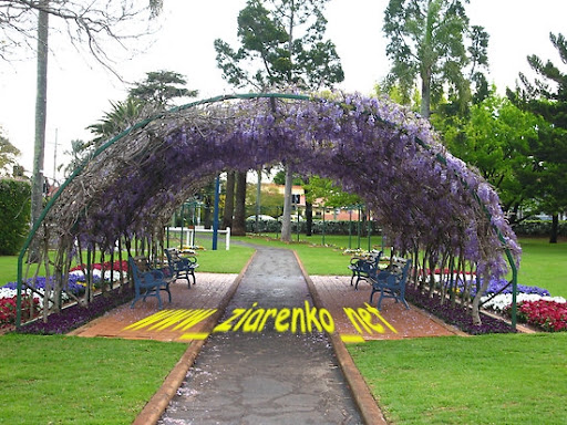 Glicynia Chińska Wisteria sinensis